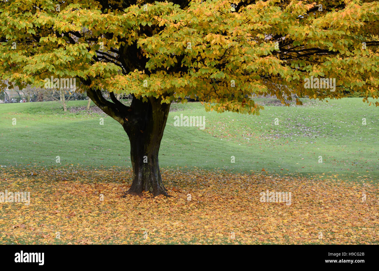Tree in Autumn, Nottingham, England Stock Photo Alamy