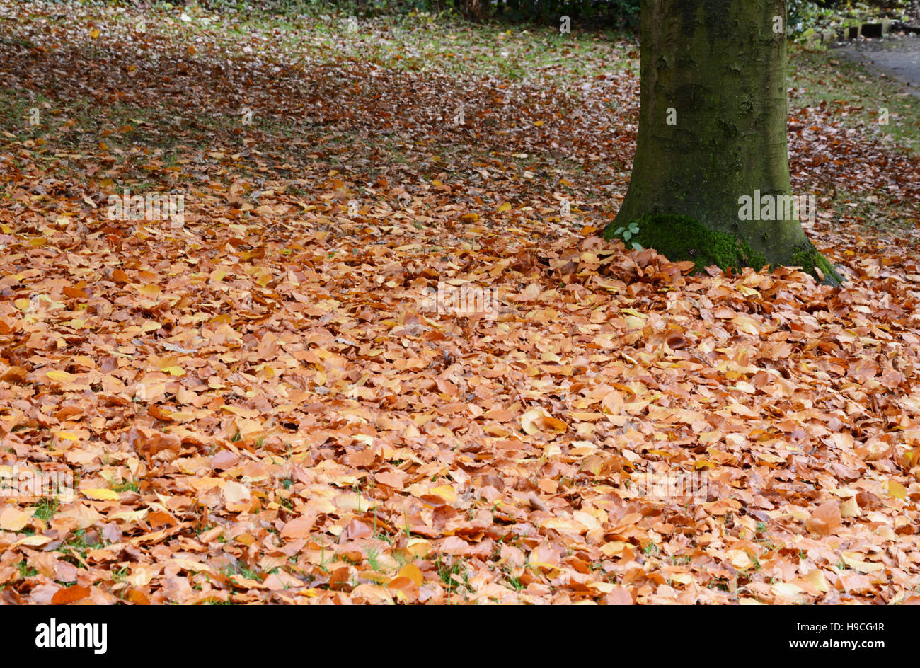 Red and gold carpet hi-res stock photography and images - Alamy