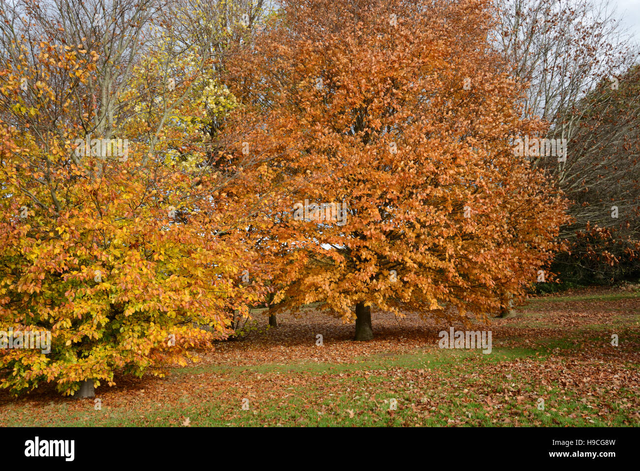 Autumn trees in Bramcote, Nottingham Stock Photo Alamy