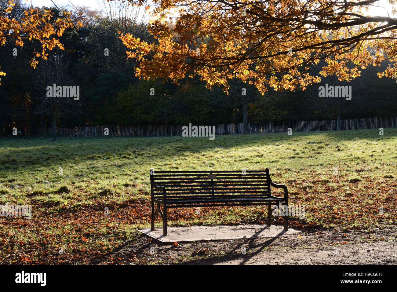 Park Bench In Autumn Light Wollaton Park Nottingham Stock Photo 126280801 Alamy