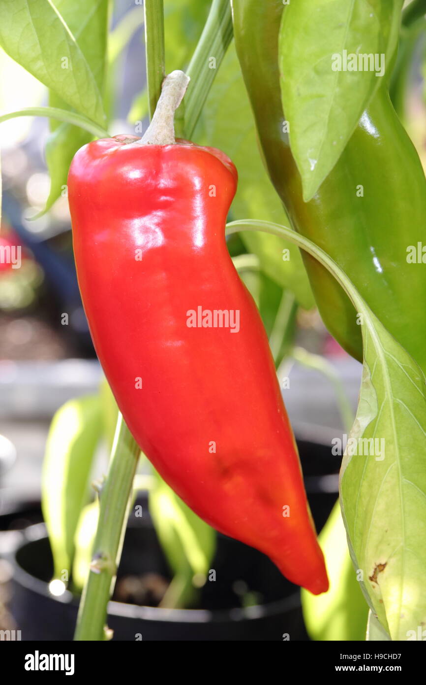 Sweet red 'Romano' variety pepper (capsicum) growing under glass in an