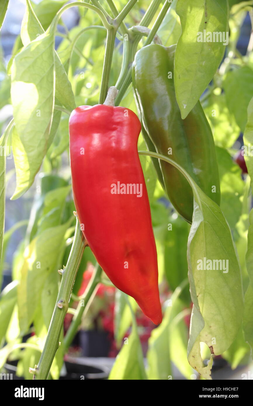 Sweet red  'Romano' variety pepper (capsicum) growing under glass in an English garden, UK Stock Photo