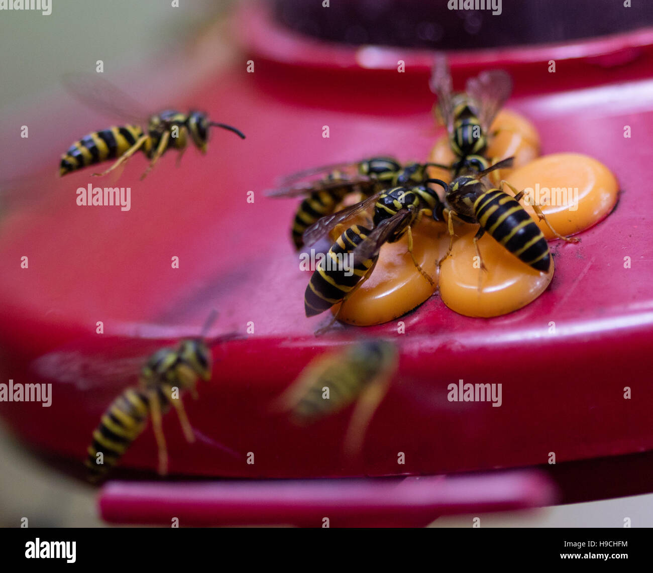 Group of Yellowjacket wasps on a hummingbird feeder Stock Photo Alamy