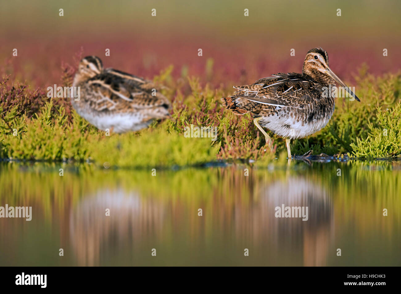 Two common snipes (Gallinago gallinago) resting among marsh samphire in saltmarsh in late summer Stock Photo