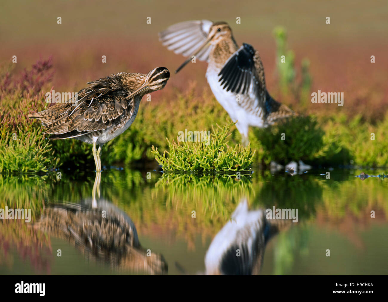 Two common snipes (Gallinago gallinago) preening feathers among marsh samphire in saltmarsh in late summer Stock Photo