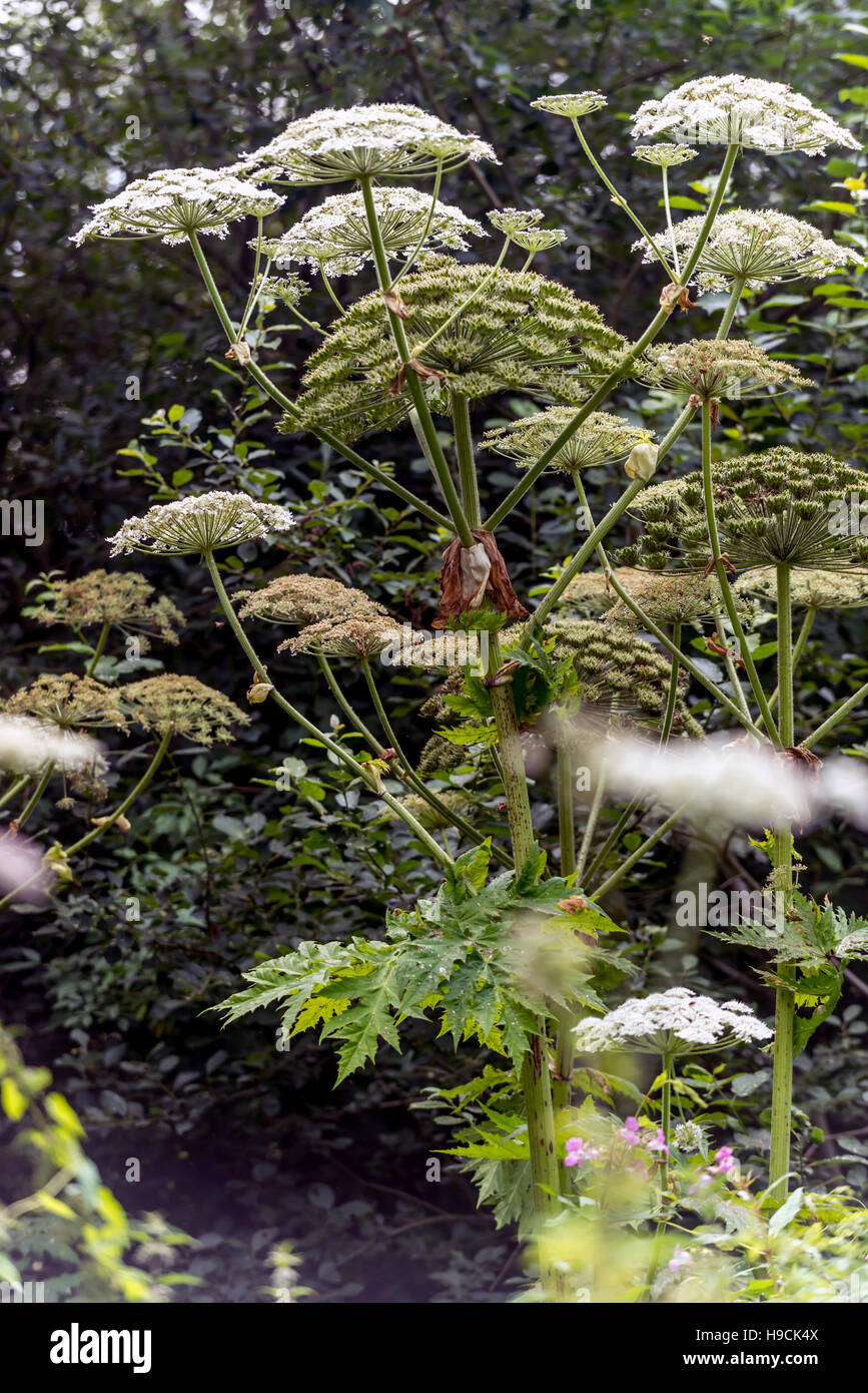 Giant hogweed plants close to the Wey and Arun Canal at Loxwood, West Sussex. Stock Photo