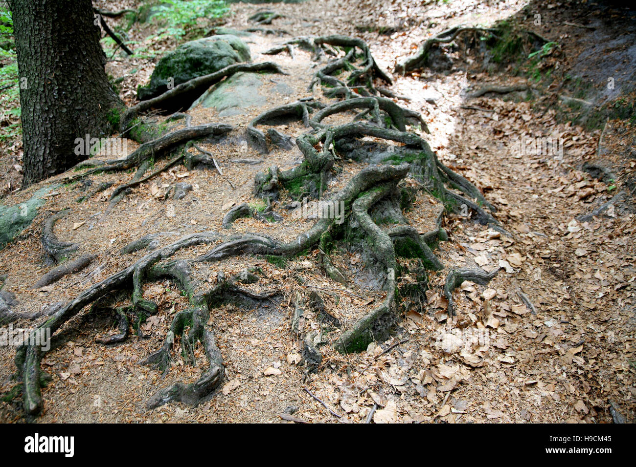 Tree roots in Saxon Switzerland/Germany Stock Photo - Alamy