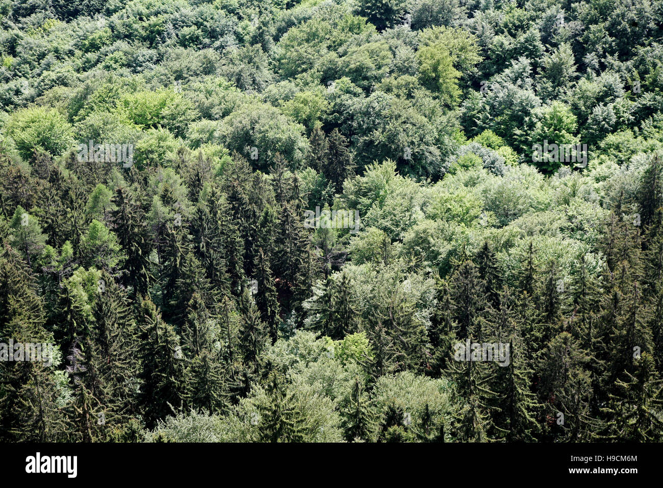 Forest in Saxon Switzerland from bird´s-eye view Stock Photo