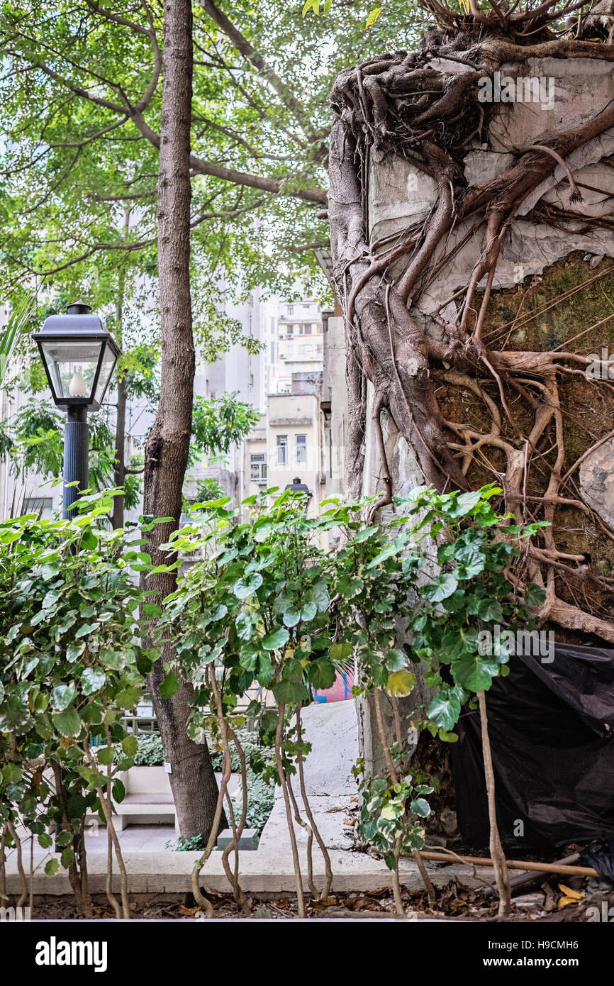 View of tree roots in Hong Kong Stock Photo