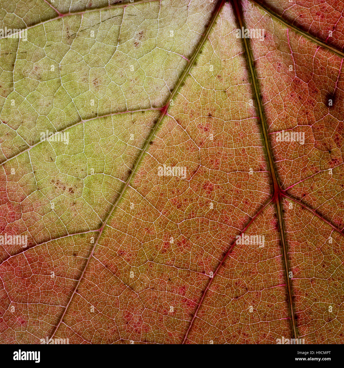 Light through a Red grape Ivy autumn leaf veins, great texture of autumn leaf reticulate venation Stock Photo