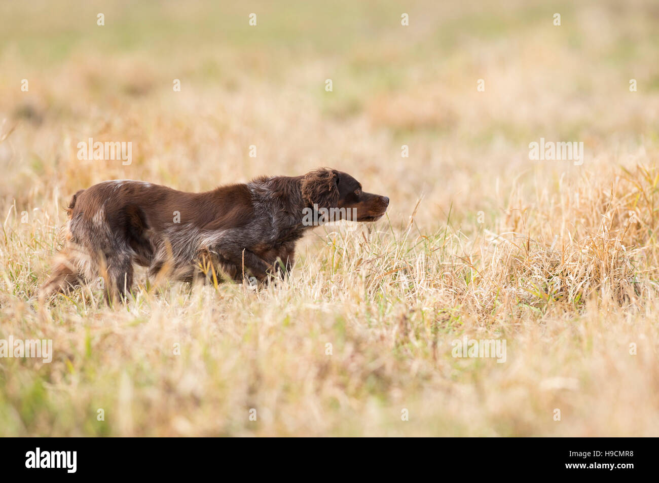 A French Brittany Spaniel Hunting Dog Stock Photo Alamy