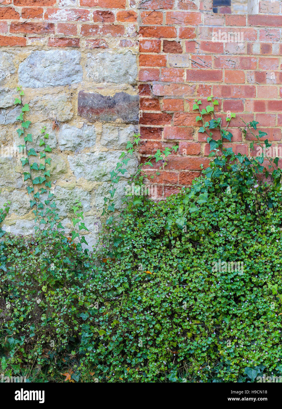 Wall climbing ivy and green covering plants on red brick and stone wall
