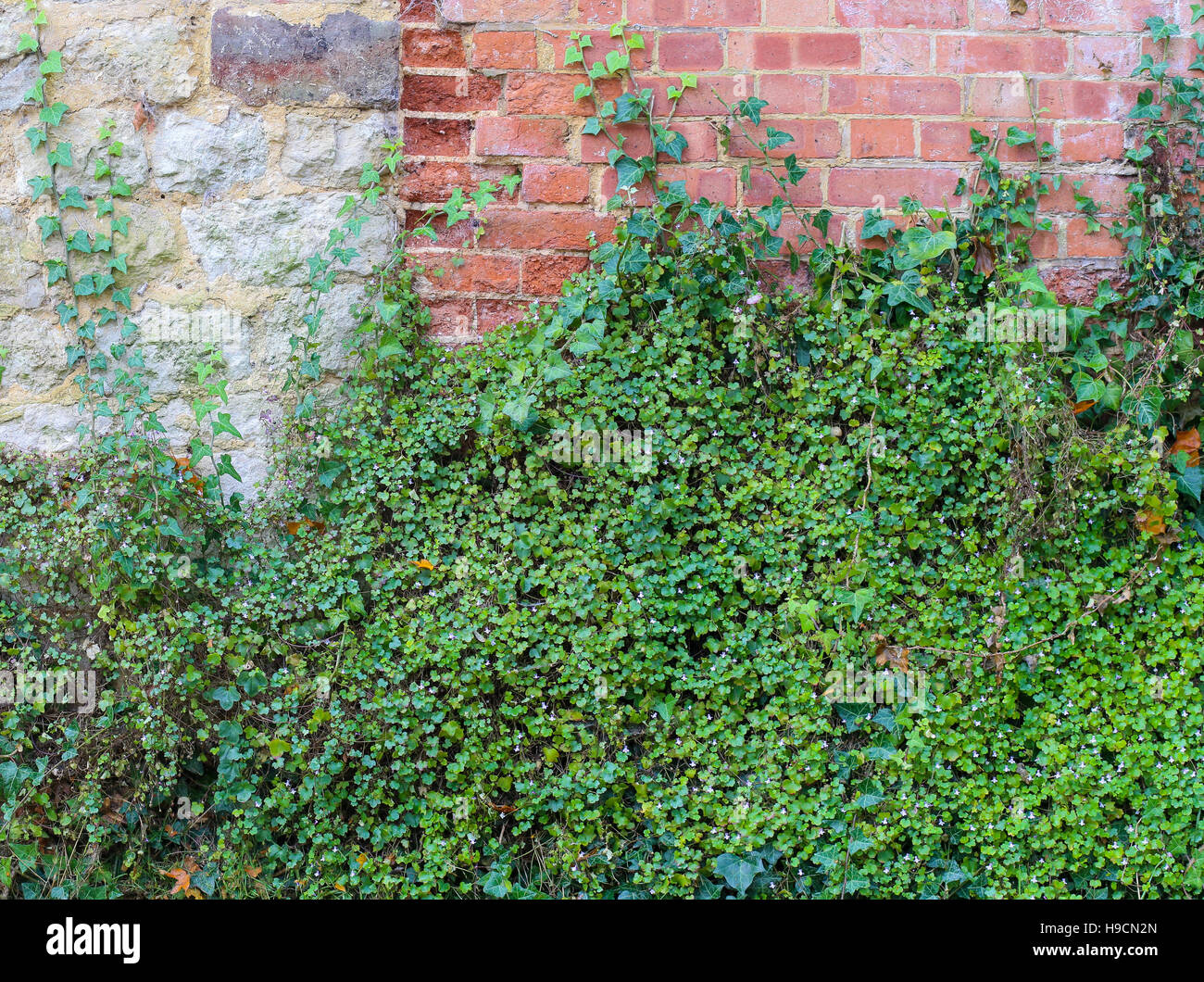 Wall climbing ivy and green covering plants on red brick and stone wall Stock Photo