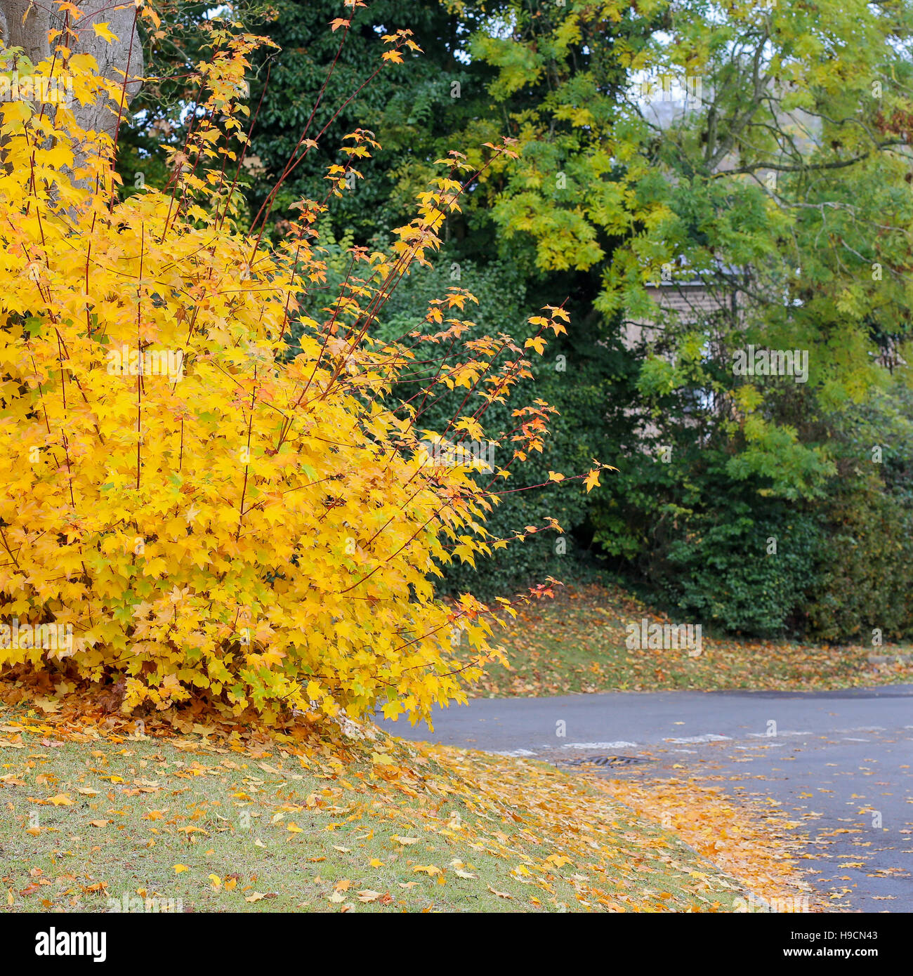 Autumn street corner with fall maple tree displaying yellow colorful foliage Stock Photo