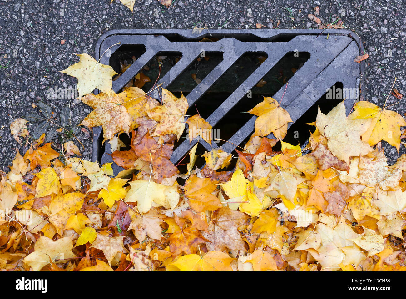 Street road drainage with metal grill drain cover covered with autumn maple leaves Stock Photo