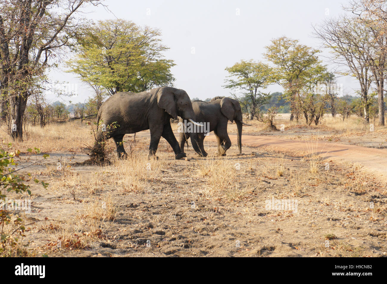 Elephants on an African safari Stock Photo