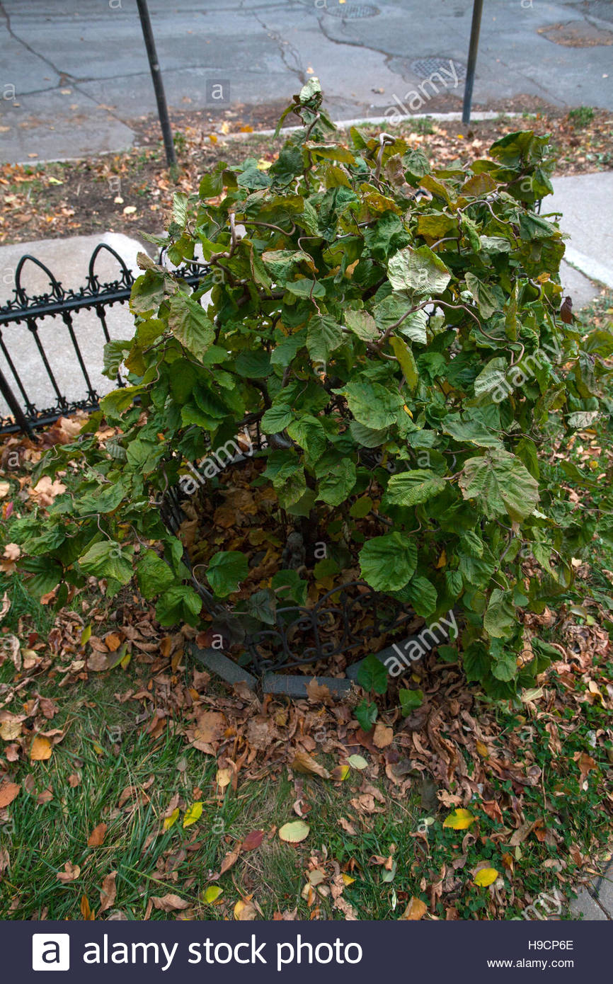 Red Majestic Contorted Filbert Plant Corylus Avellana Rosita With Stock Photo Alamy