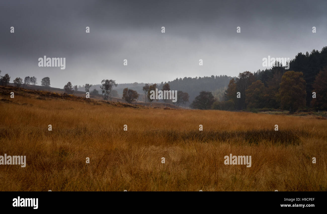 Cannock Chase, Sherbrook Valley, Staffordshire, England, UK. A view looking down Sherbrook Valley on a moody autumn morning Stock Photo