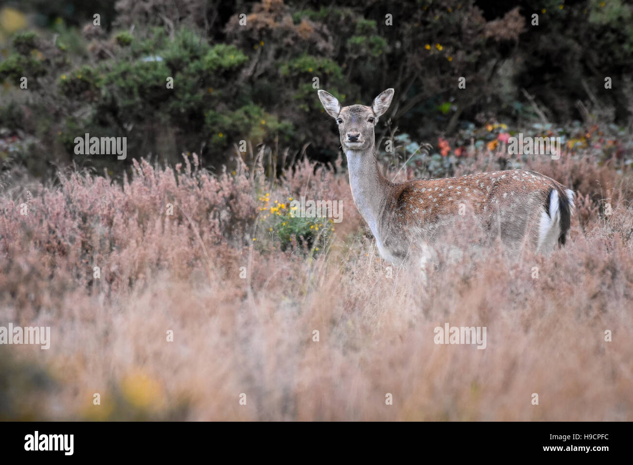 Fallow Deer in autumn on Cannock Chase AONB Area of Outstanding Natural Beauty in autumn Staffordshire England United Kingdom Stock Photo