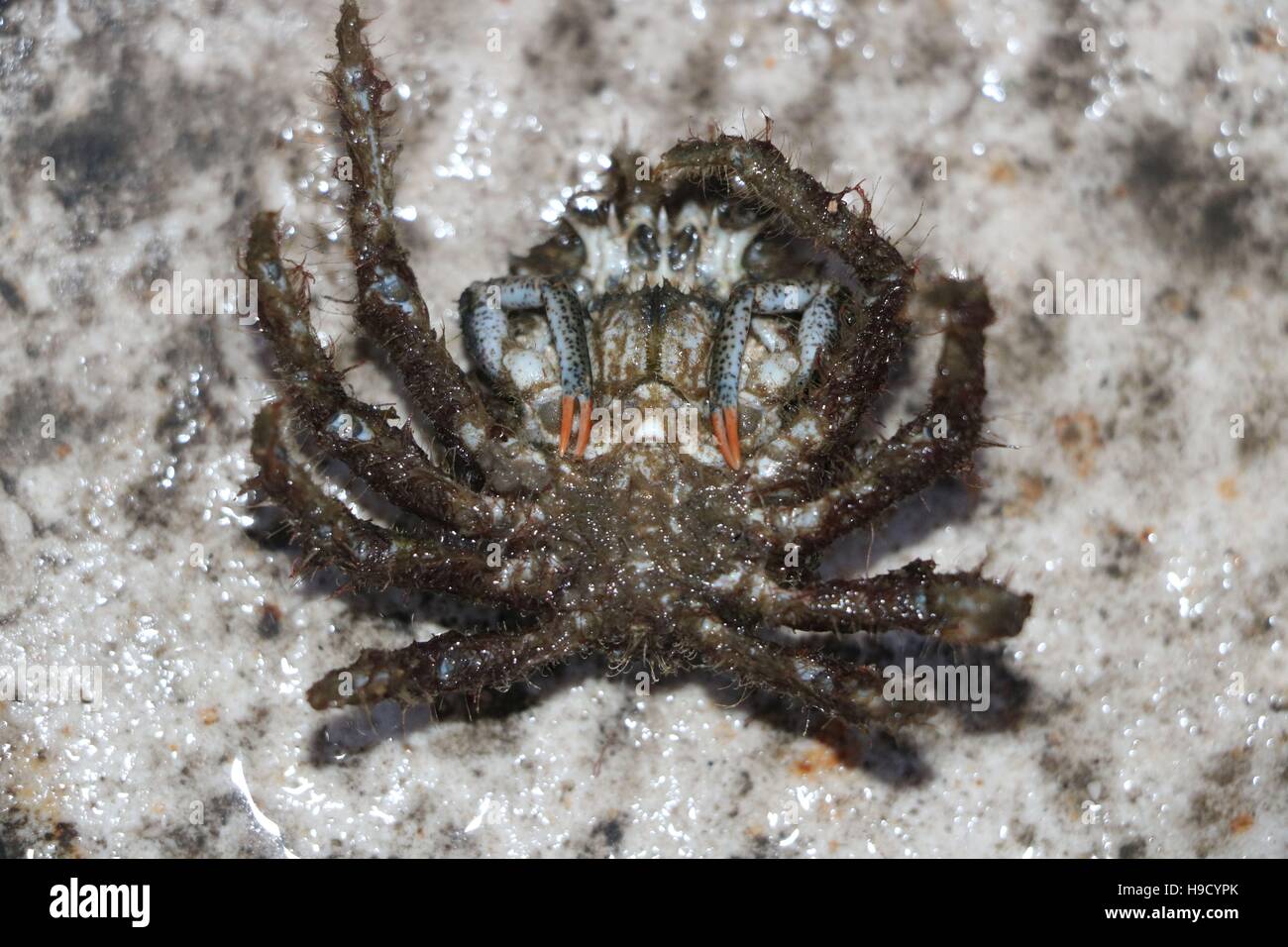 Male spider crab available in highresolution and several sizes to fit the needs of your project