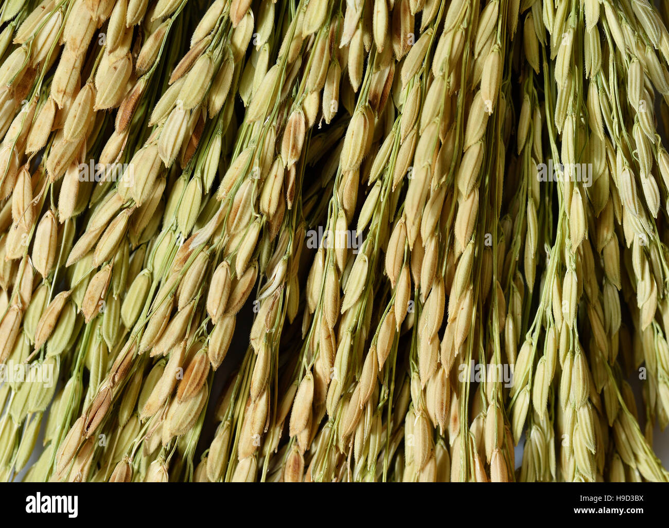 Close up of Ear of Rice Stock Photo