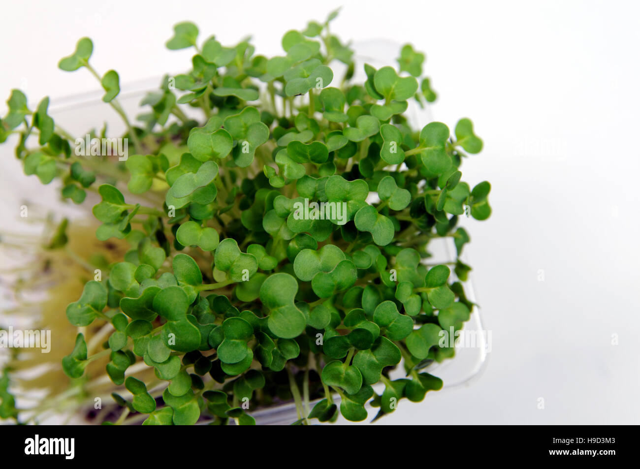 Mustard and cress Stock Photo Alamy