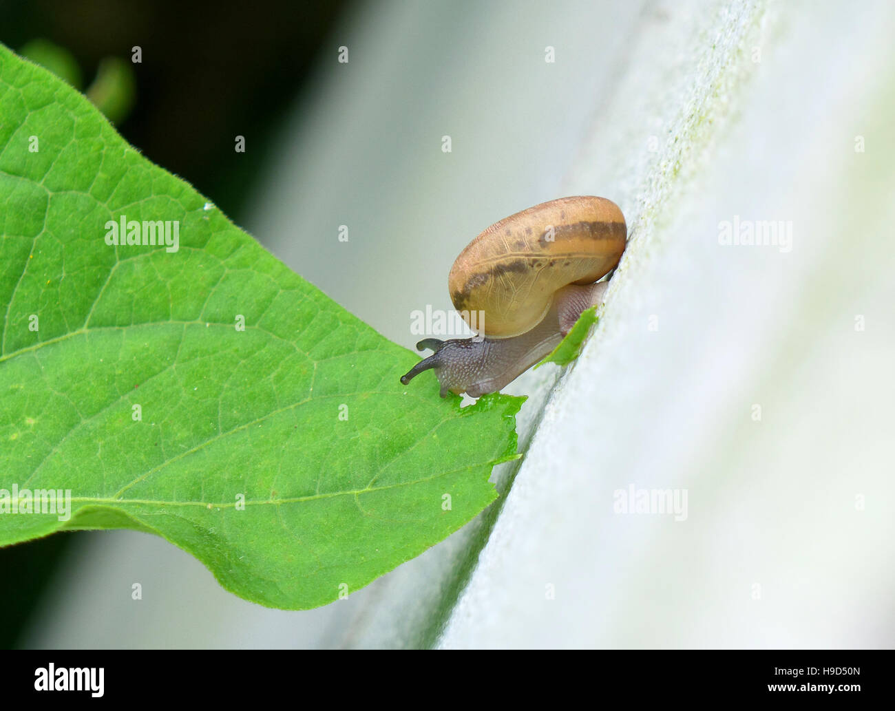 Close-up of Little Snail Standing on White Wall Eating Green Leaf Stock Photo