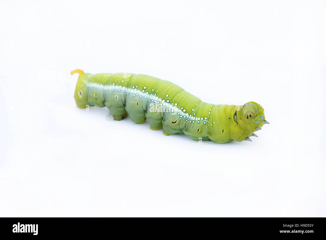 Green worm Cut Out Stock Images & Pictures - Alamy