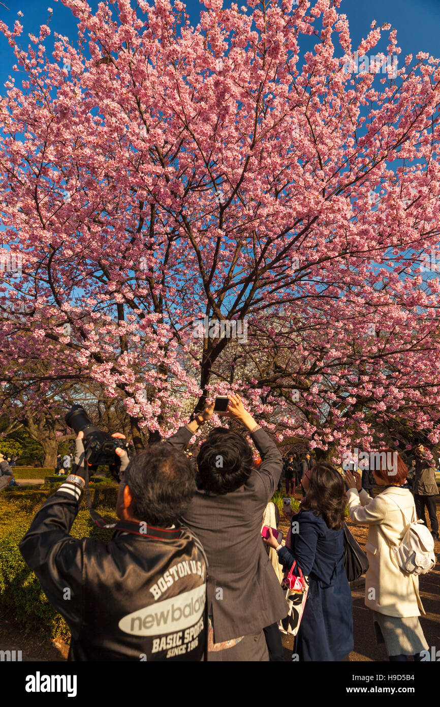People photographing cherry blossom in Japan Stock Photo