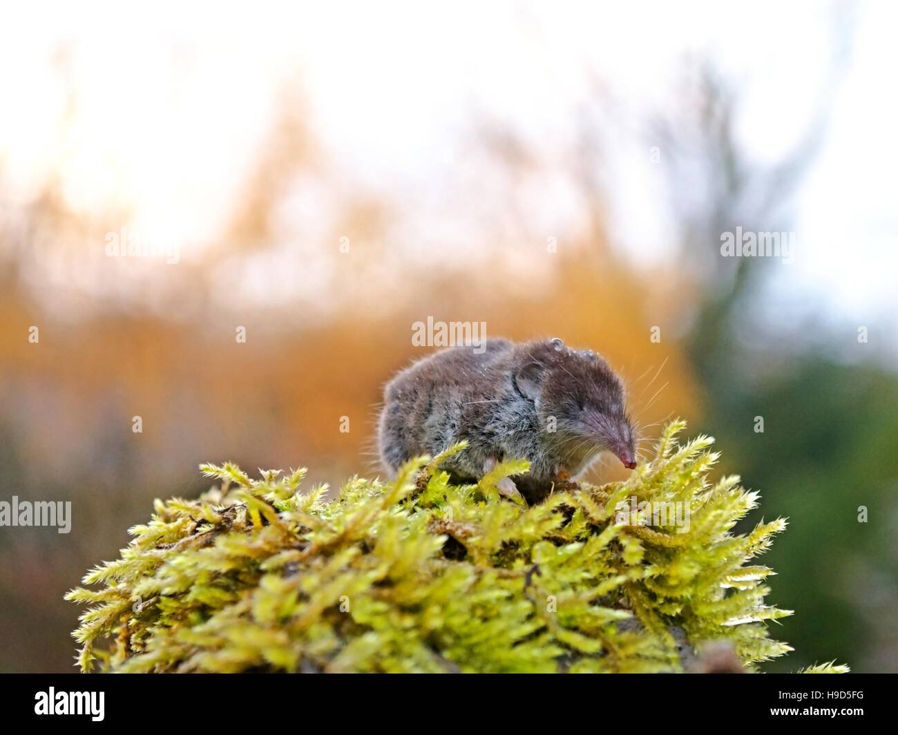 Shrew mouse hires stock photography and images Alamy