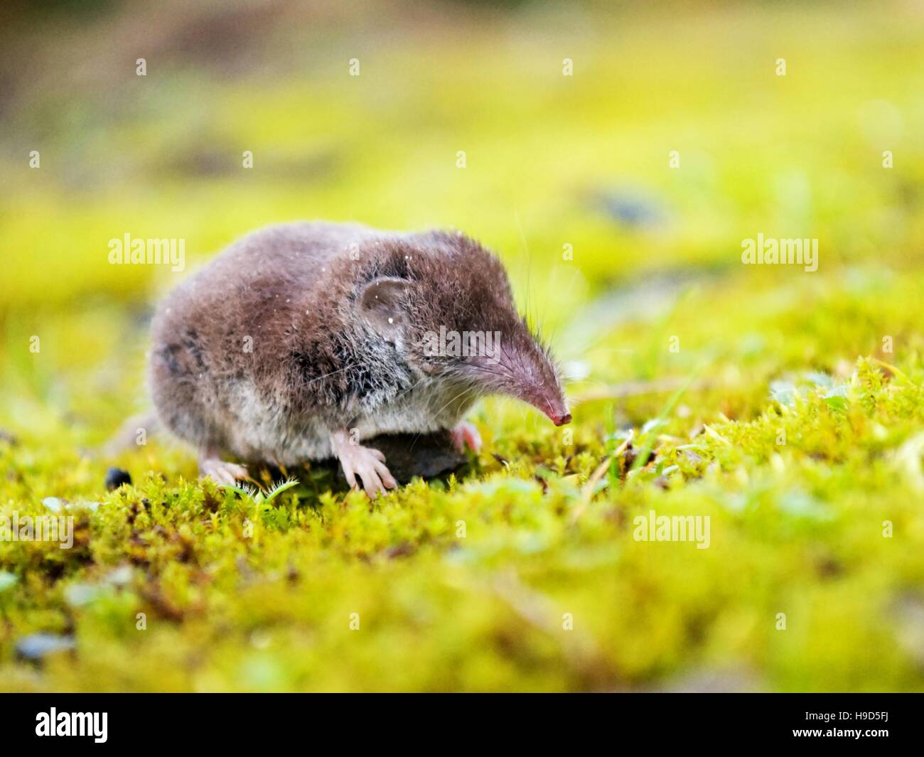 Shrew Mouse Stock Photos & Shrew Mouse Stock Images Alamy
