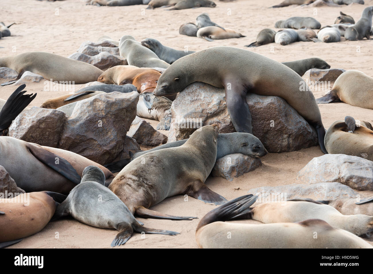 A big funny fur seal on a rock is comically tries to rise above other members of colony at Cape Cross Seal Reserve Stock Photo