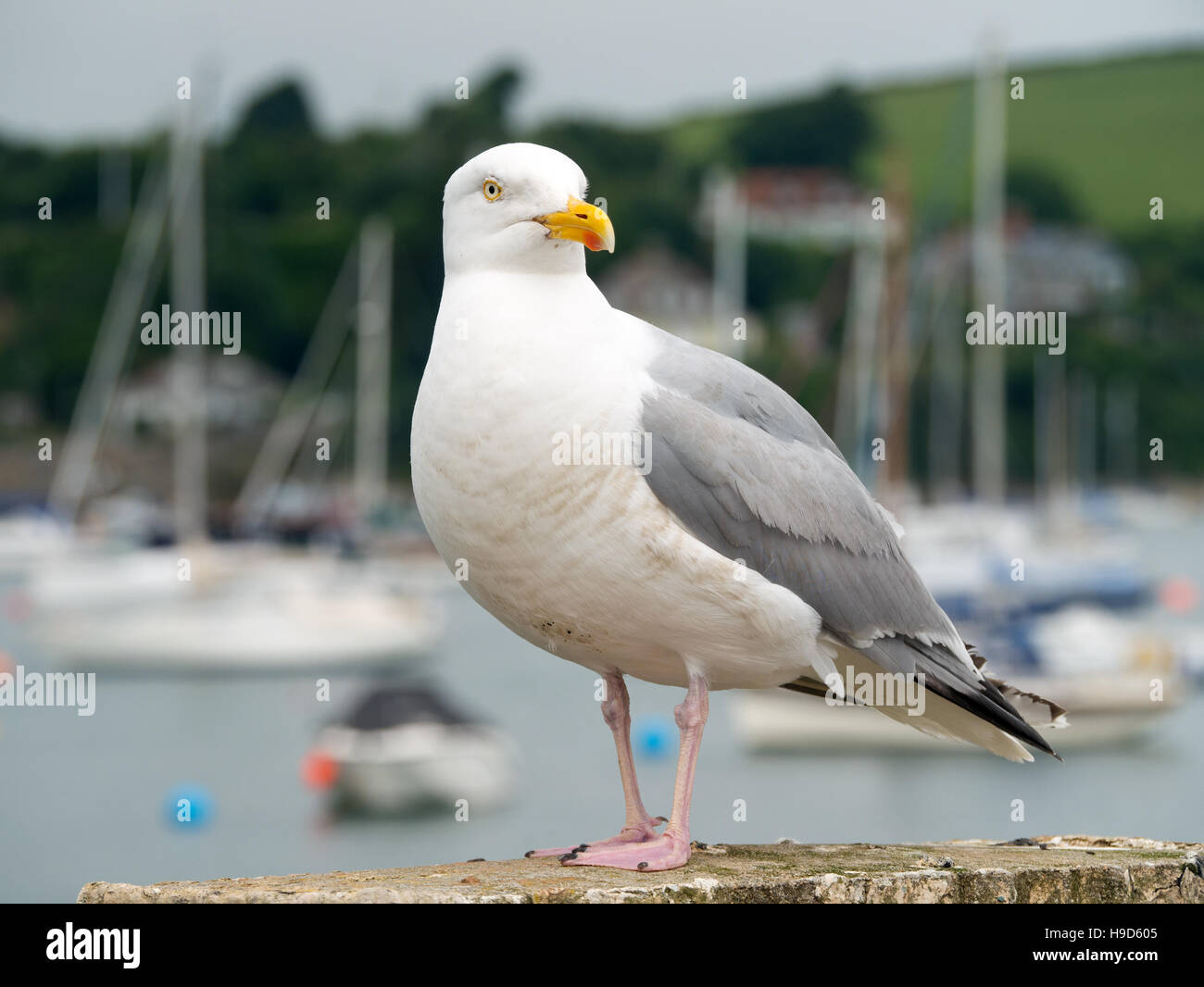 Perched seagull bird in Falmouth, Cornwall England UK. Stock Photo