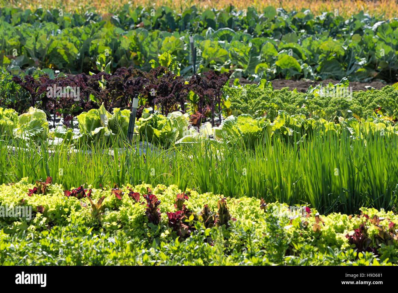 Rows of lettuce, kale, scallions and cabbage growing in a garden in