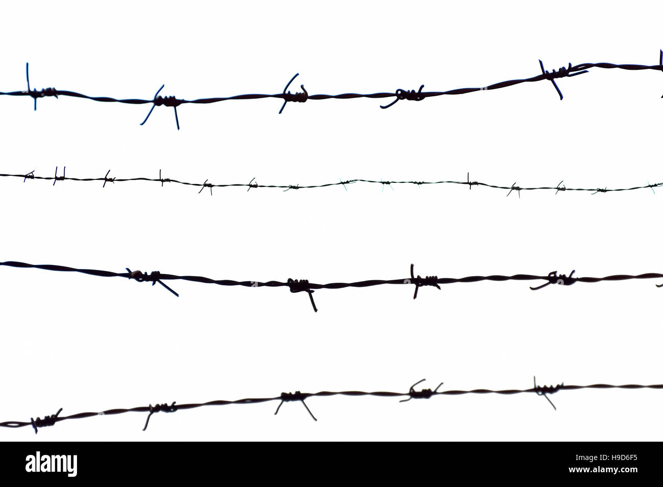 Barbed wire in white background Stock Photo Alamy