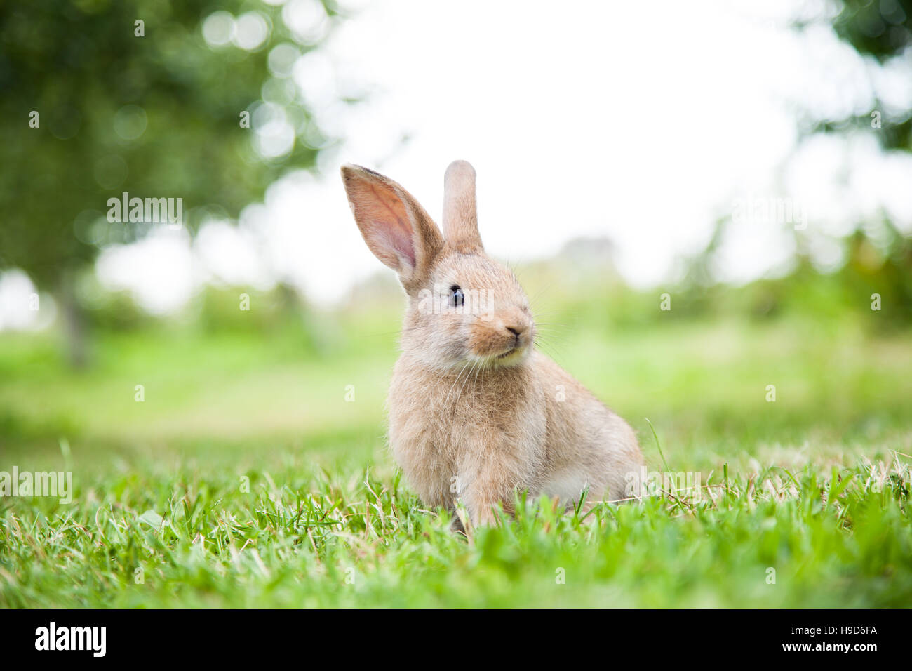 Bunny rabbit on the grass Stock Photo