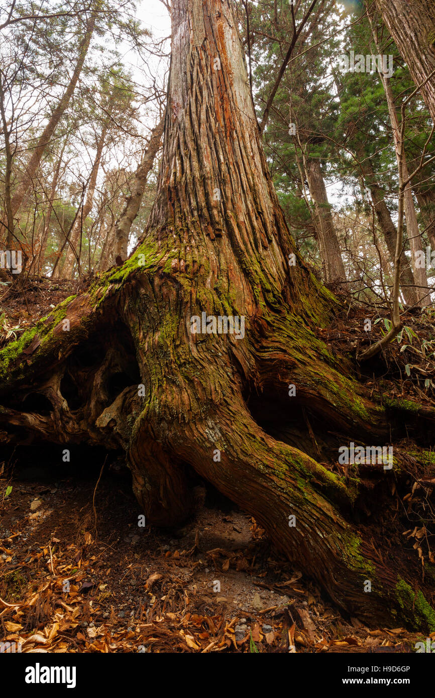 Photograph of trees and their roots Stock Photo - Alamy