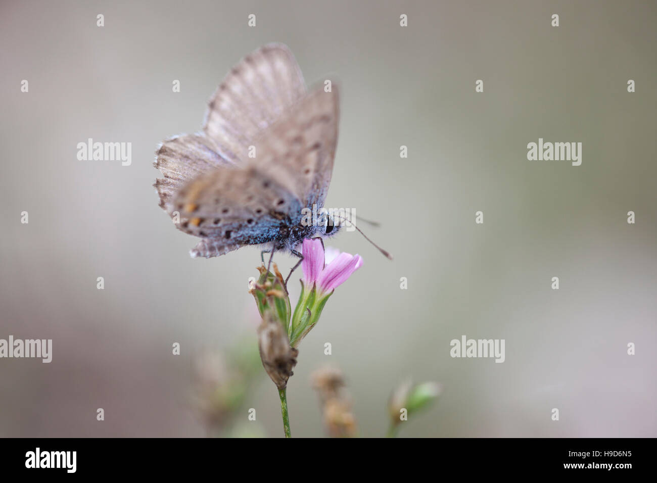 Common blue butterfly feeding on a small purple flower on a mountain in Italy. Stock Photo