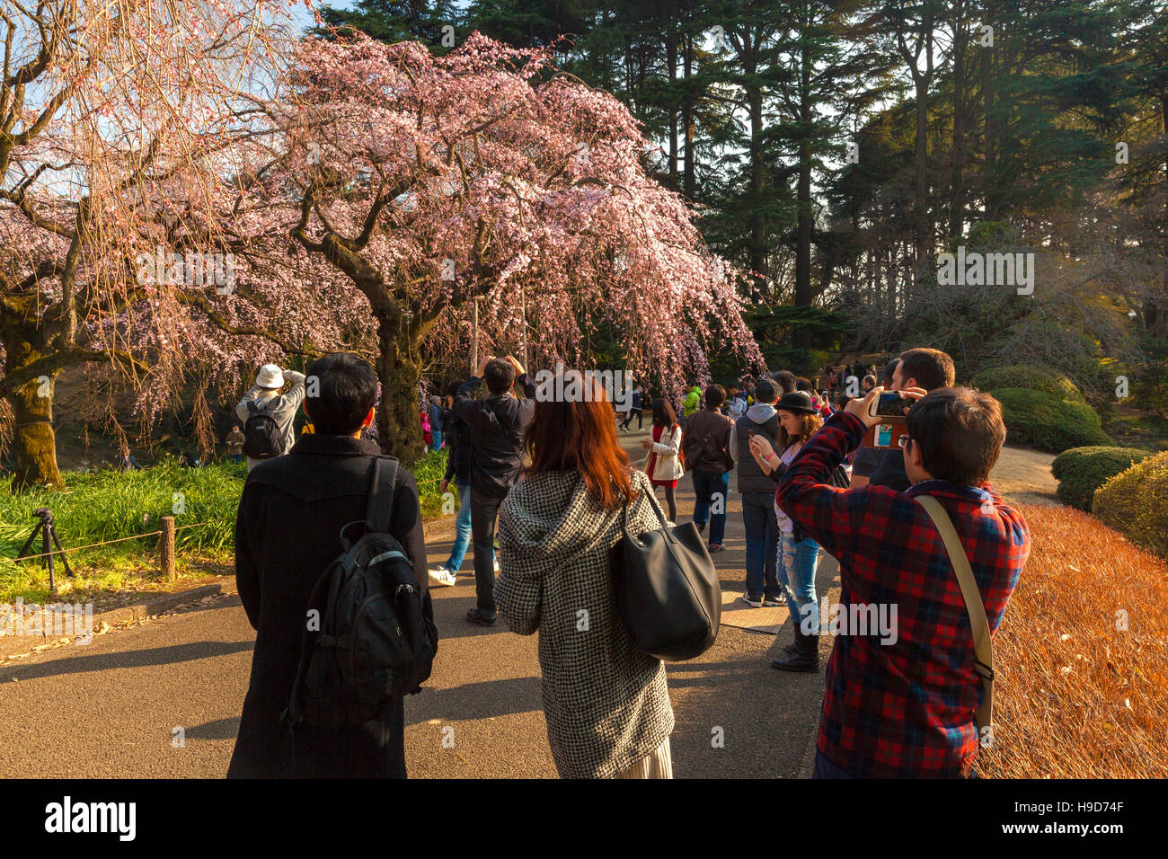 People photographing cherry blossom in Japan Stock Photo