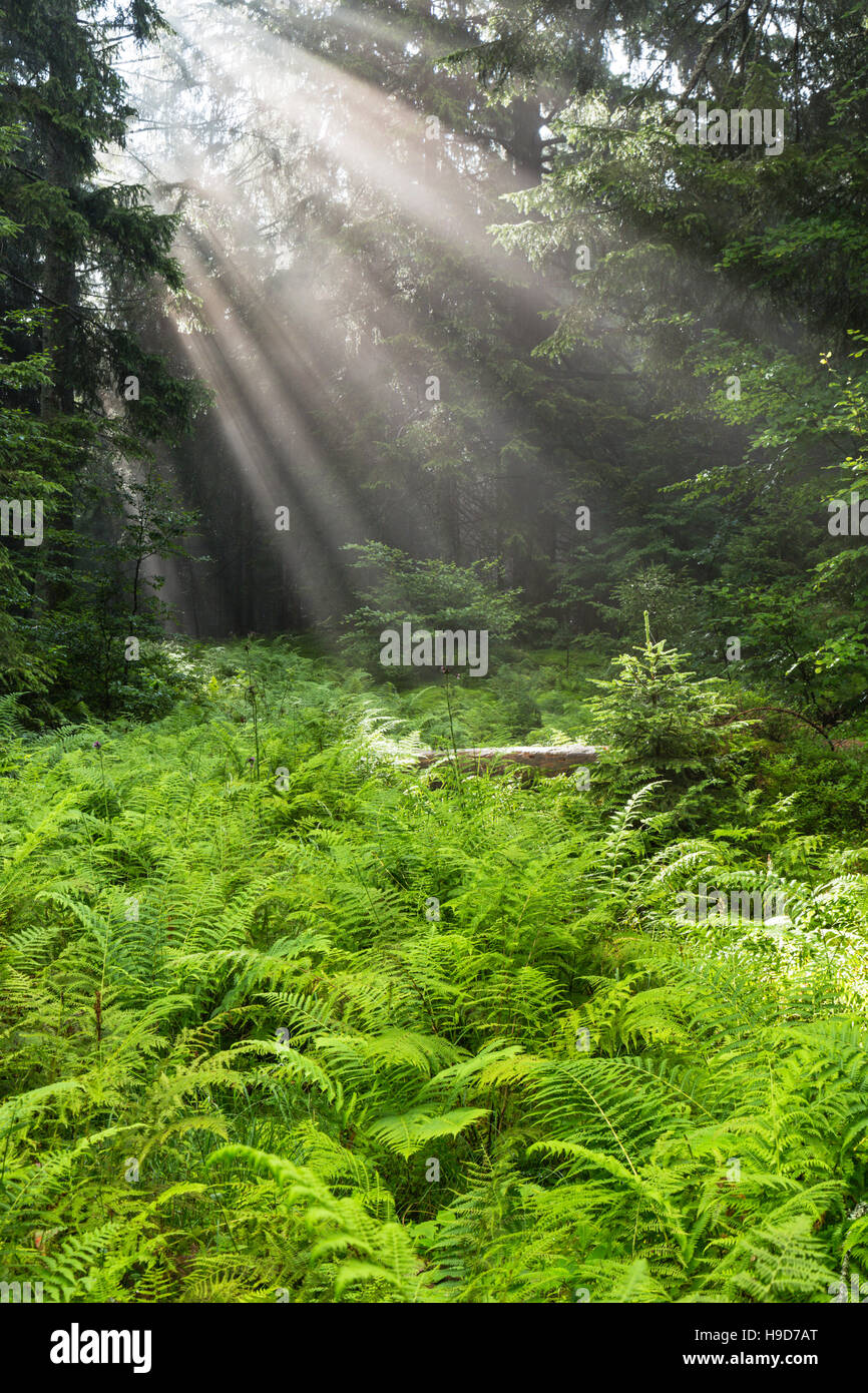 Forest landscape, Sunbeams, Backlight, Nationalpark Kalkalpen, Upper ...
