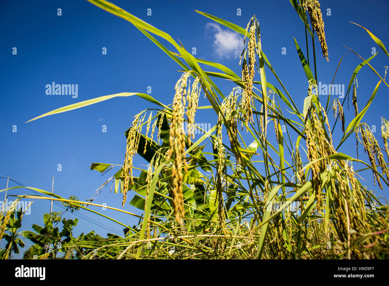Rice field with blue sky Stock Photo - Alamy