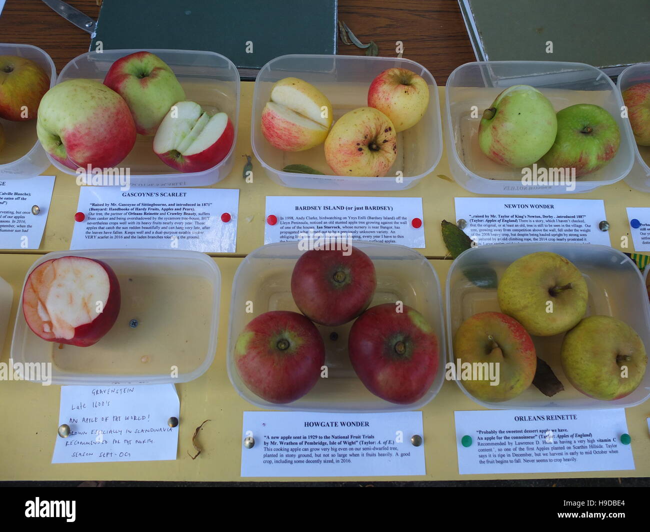 Varieties of apples on display with descriptions of their character at Cromford Apple Day Stock Photo