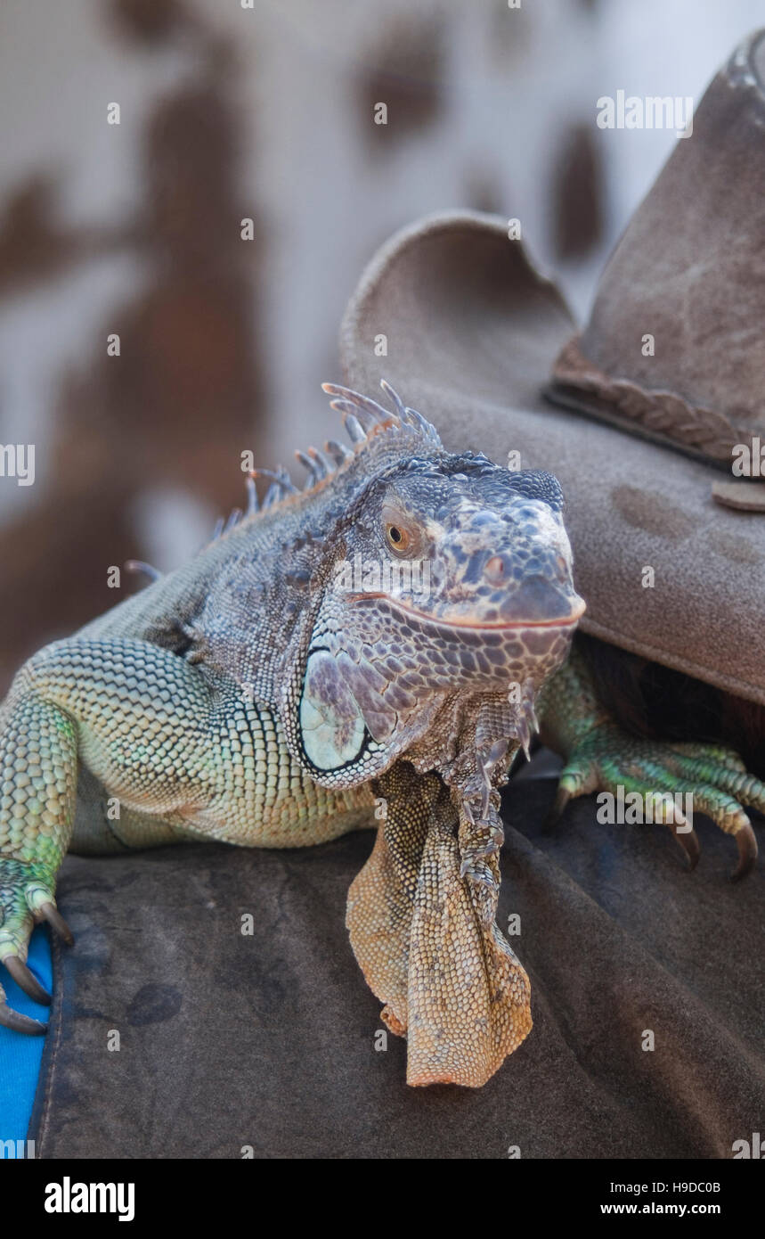 An iguana lizard sits on a man's shoulders in Malacca (Melaka), Malaysia. Stock Photo