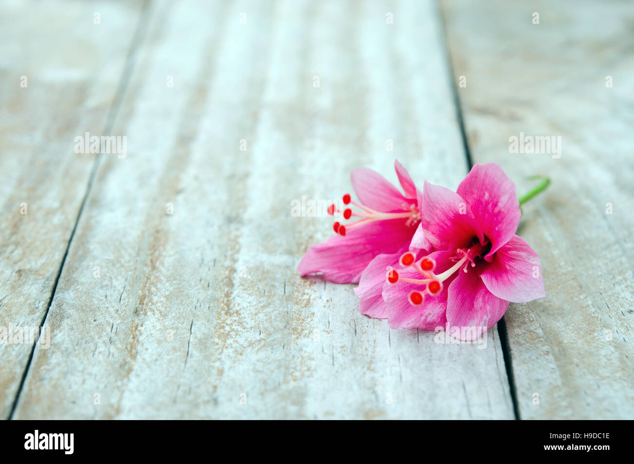 Hibiscus flower (also named as paper flower, shoe flower, Chaba in Thai ...