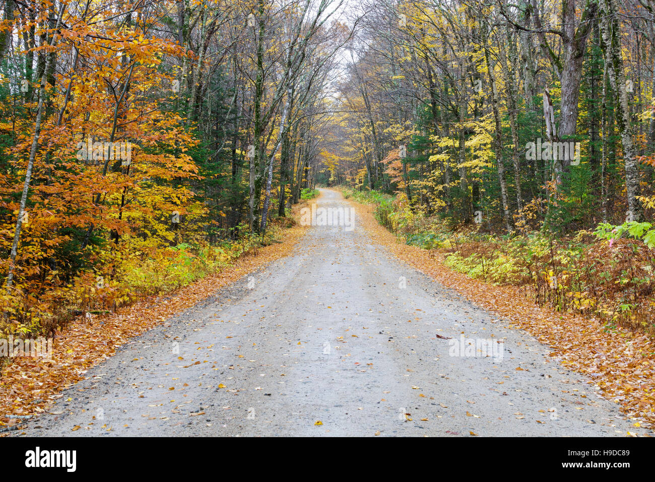 Leaf drop along Tripoli Road in Livermore, New Hampshire USA during the