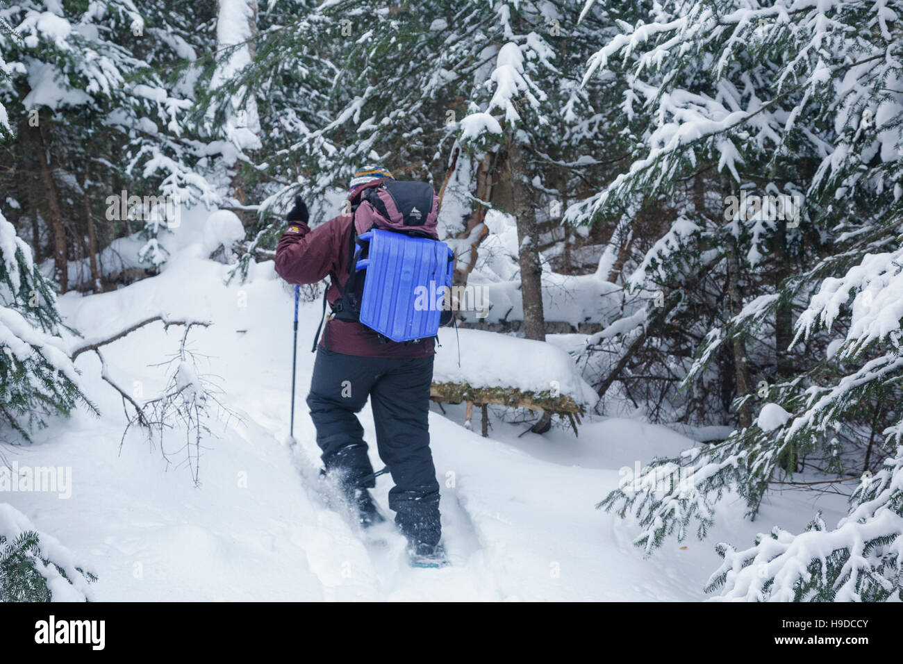 Hiking with a swiss bob attached to backpack on North Carter Trail in the White Mountains, New Hampshire during the winter months. Stock Photo