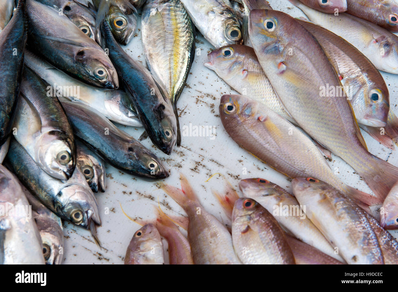 Fresh seafood for sale at the market in Dungun, a small fishing town on