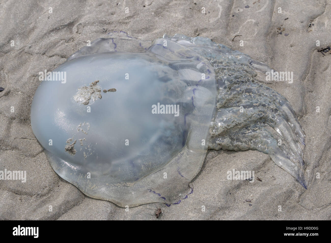 Jellyfish washed up in the bay of Le Mont Saint-Michel (St Michael's Mount, Normandy, north-western France). Stock Photo