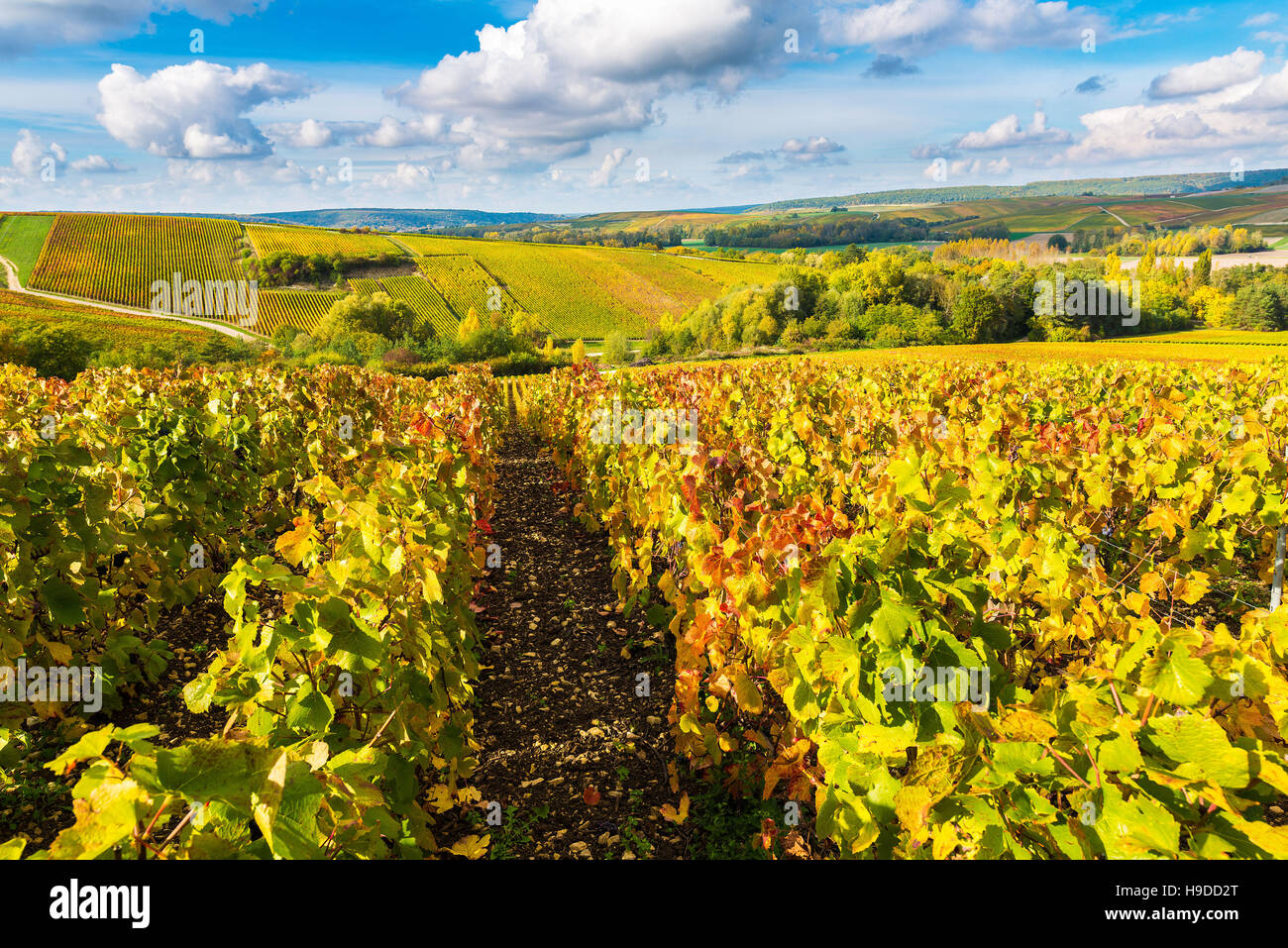 Landreville (northeastern France) Champagne wine region, small