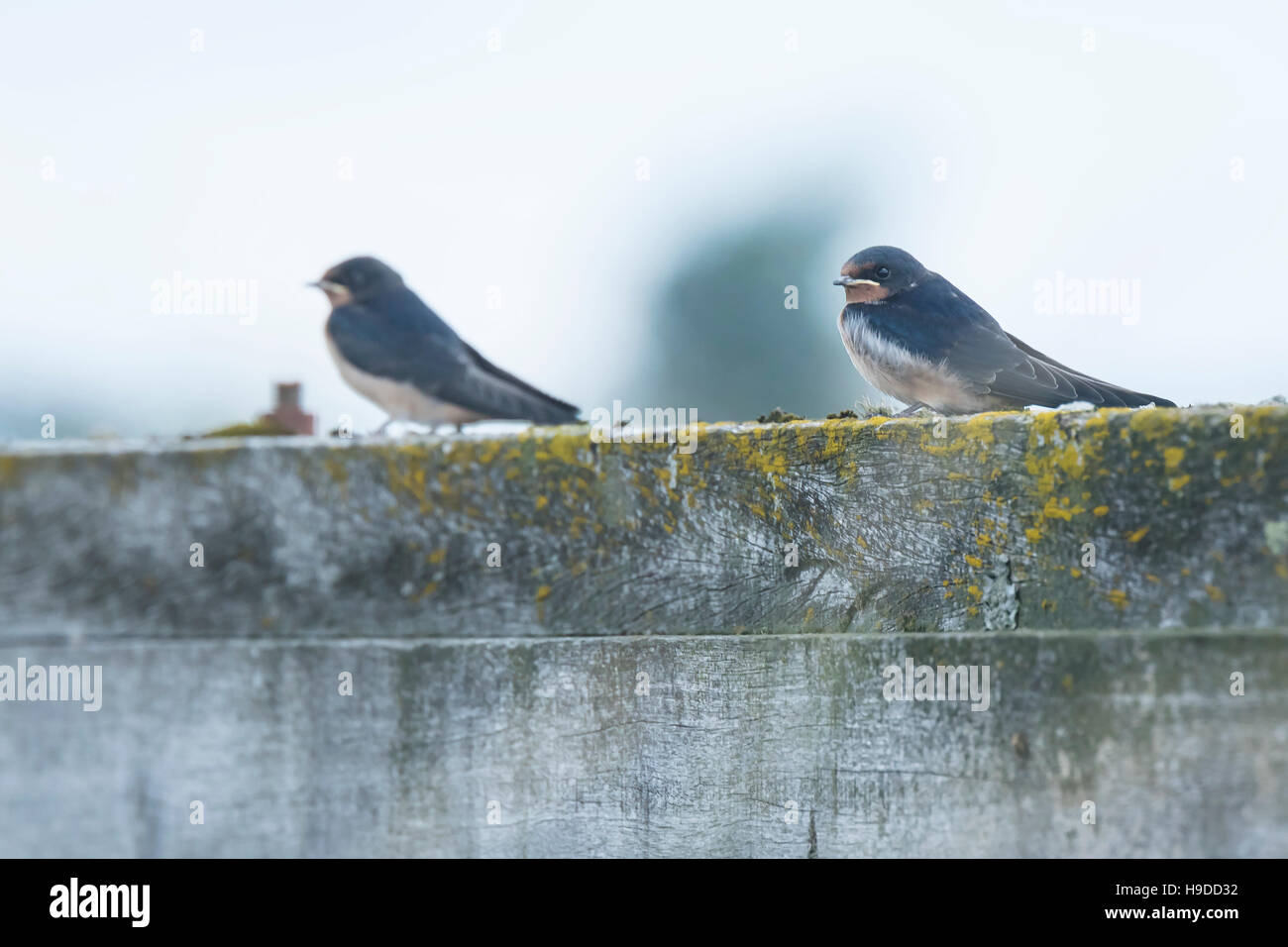 Barn Swallows (Hirundo rustica) foraging and hunts insects, feed, feeeding and taking their occasional rest on their turns. Stock Photo